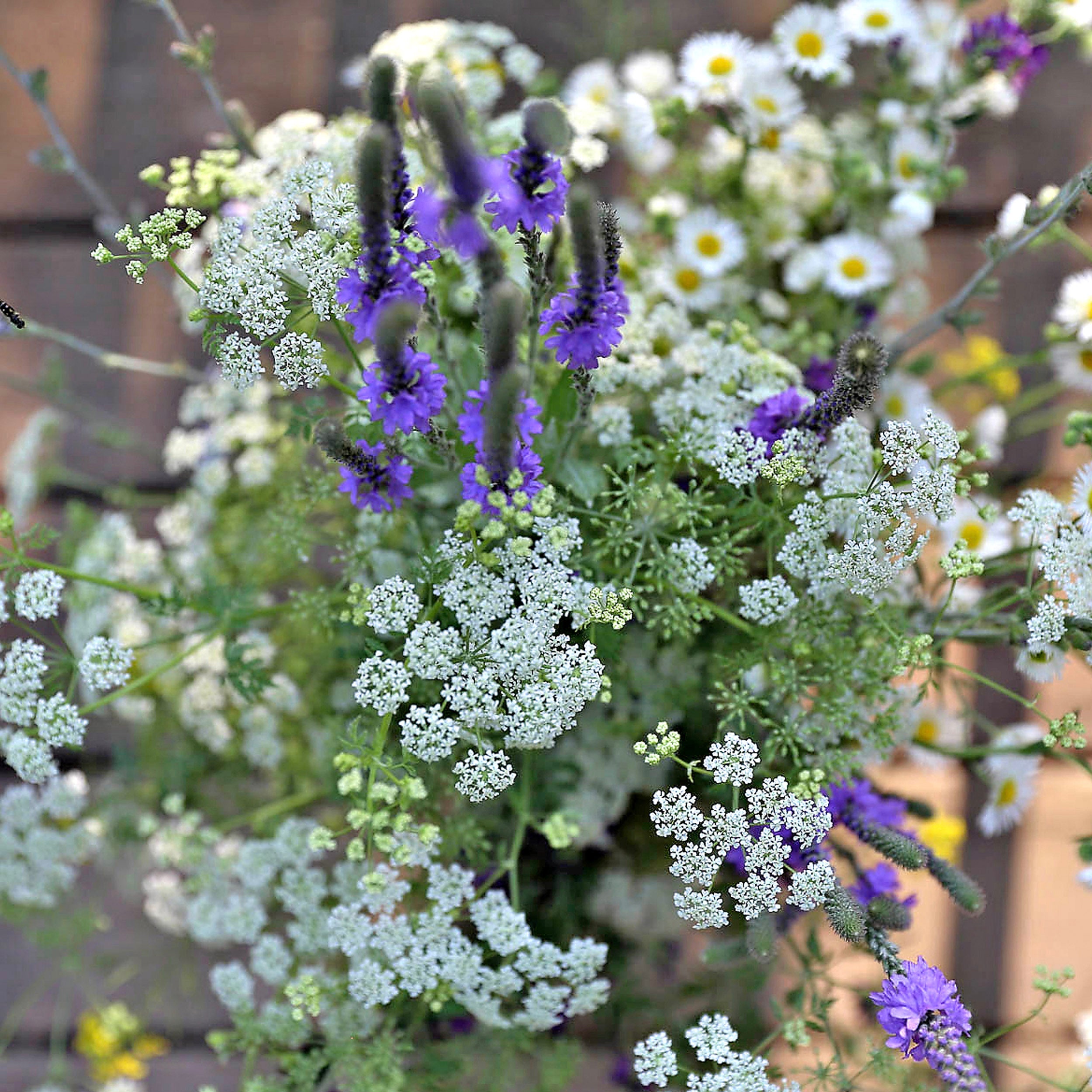 Hemlock & Bergamot Fragrance Oil