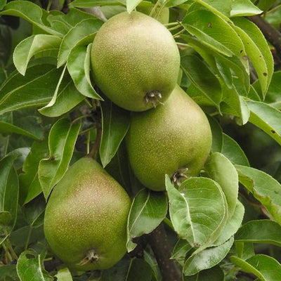 Cashmere Pear Fragrance Oil