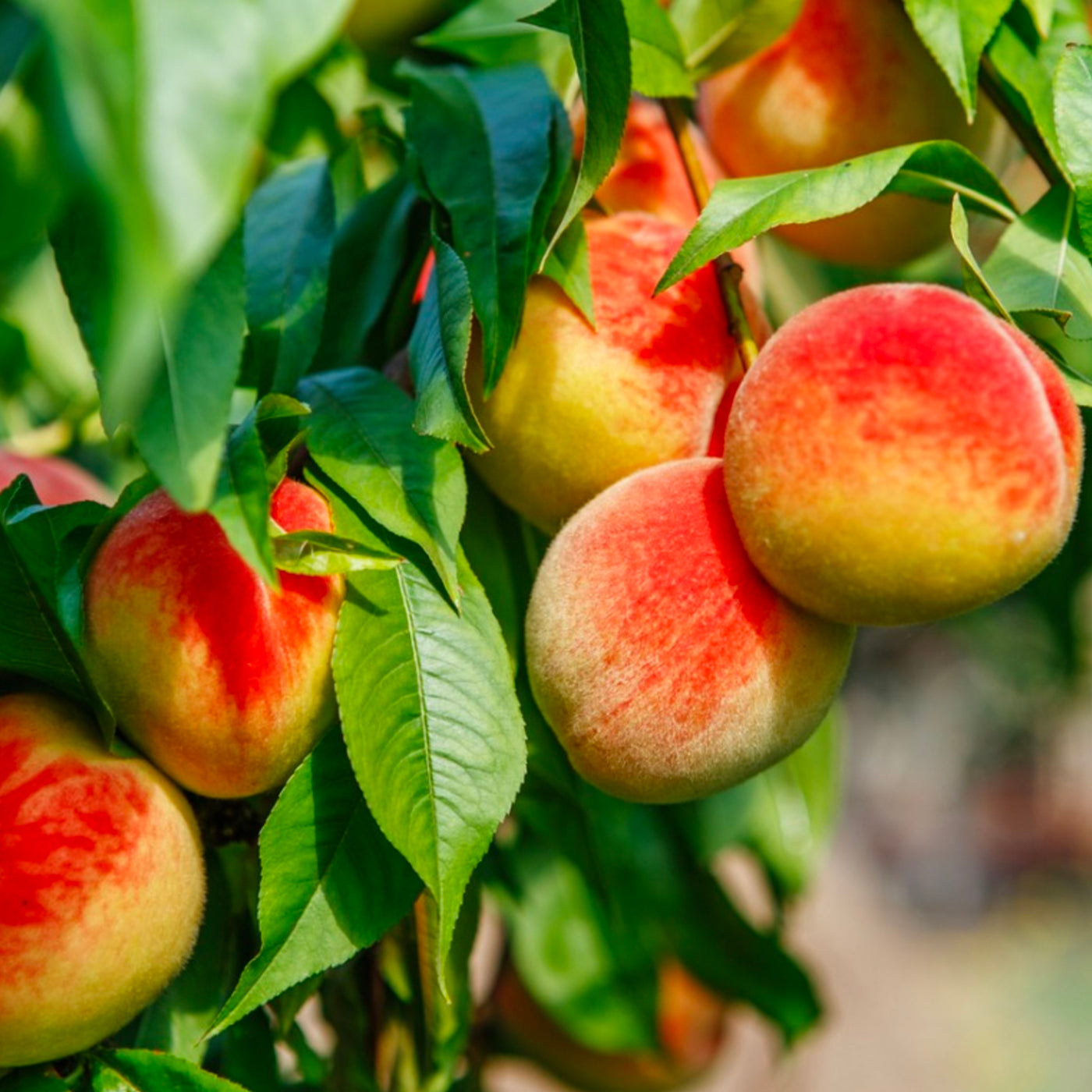 Sweet Peach Fragrance Oil