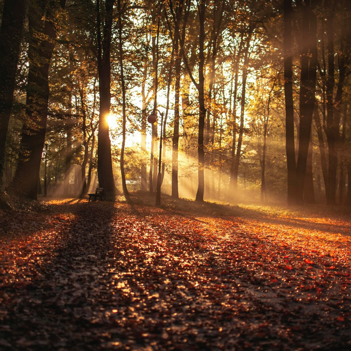 Warm Autumn Woods Fragrance Oil